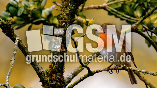 Rotkehlchen (24).jpg